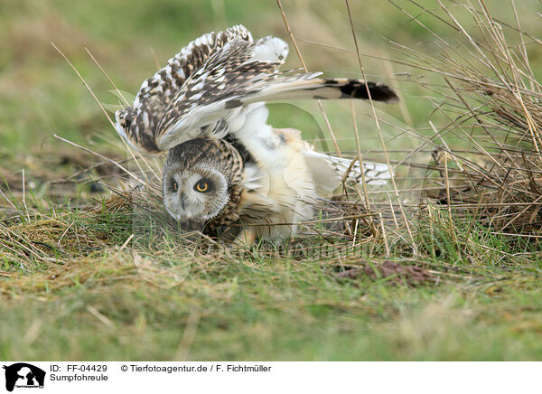 Sumpfohreule / short-eared owl / FF-04429
