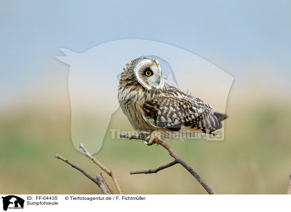 Sumpfohreule / short-eared owl / FF-04435