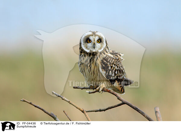 Sumpfohreule / short-eared owl / FF-04436