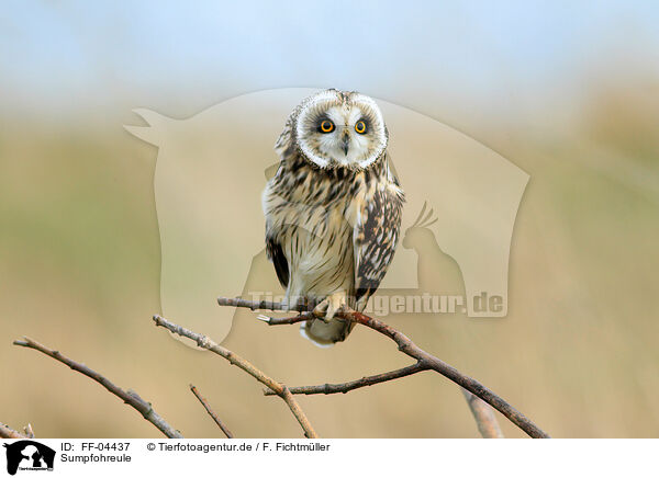 Sumpfohreule / short-eared owl / FF-04437