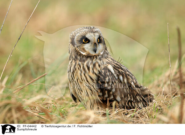 Sumpfohreule / short-eared owl / FF-04442