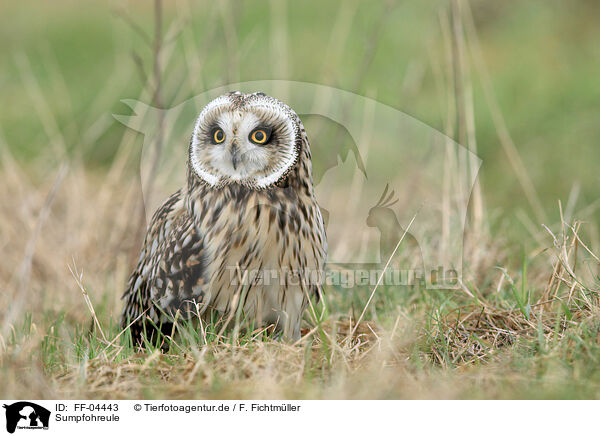 Sumpfohreule / short-eared owl / FF-04443