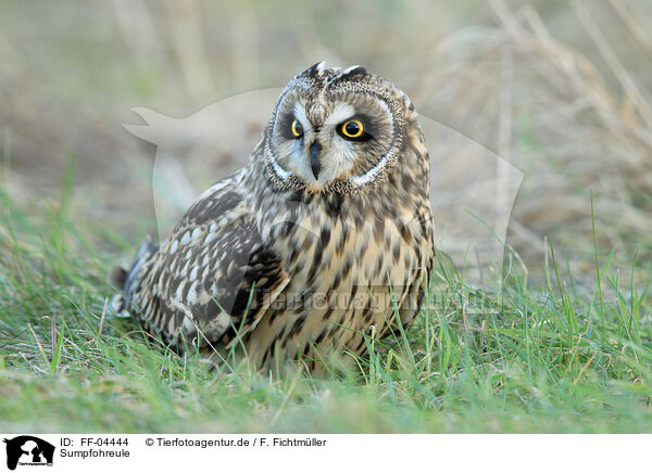 Sumpfohreule / short-eared owl / FF-04444