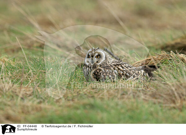 Sumpfohreule / short-eared owl / FF-04448