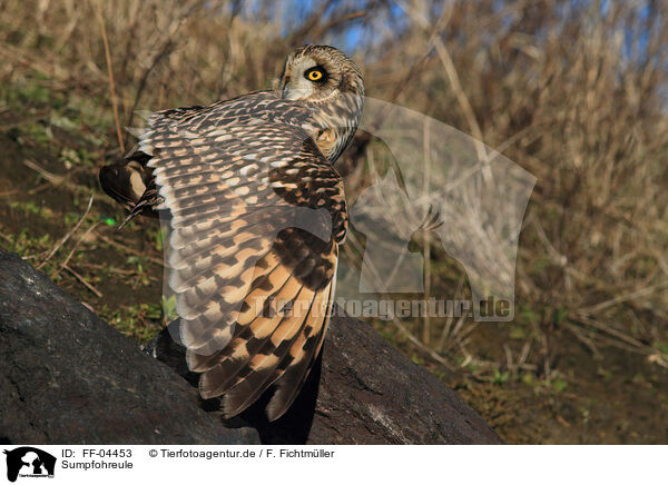 Sumpfohreule / short-eared owl / FF-04453