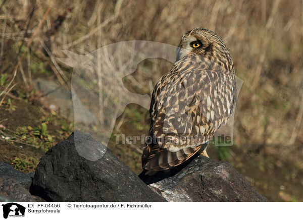 Sumpfohreule / short-eared owl / FF-04456
