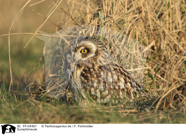 Sumpfohreule / short-eared owl / FF-04461