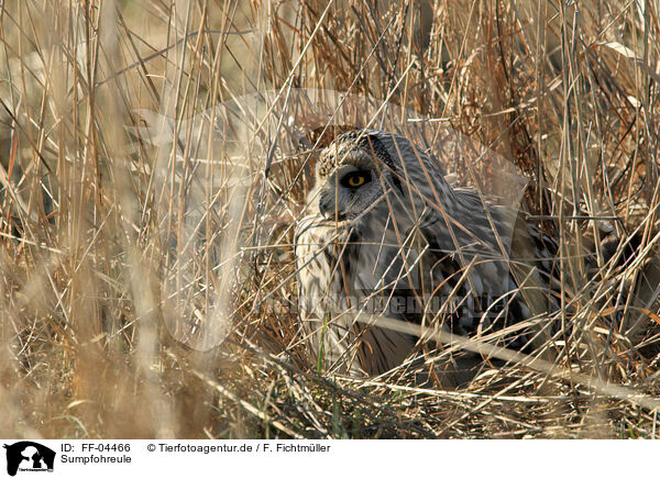 Sumpfohreule / short-eared owl / FF-04466