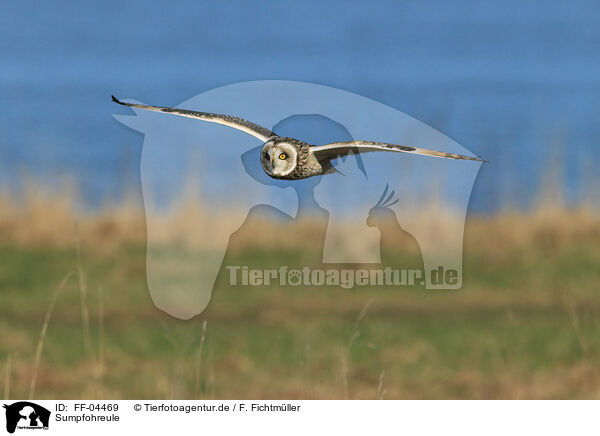 Sumpfohreule / short-eared owl / FF-04469