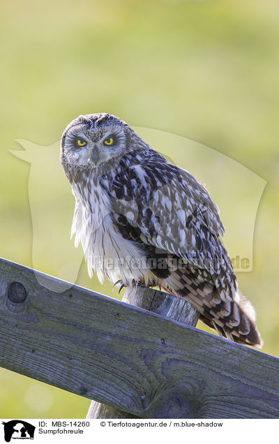 Sumpfohreule / short-eared owl / MBS-14260