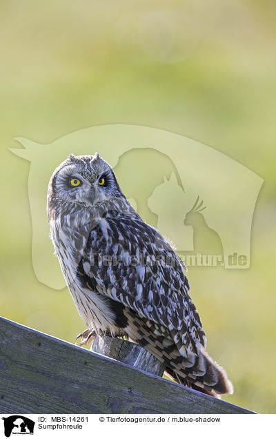 Sumpfohreule / short-eared owl / MBS-14261