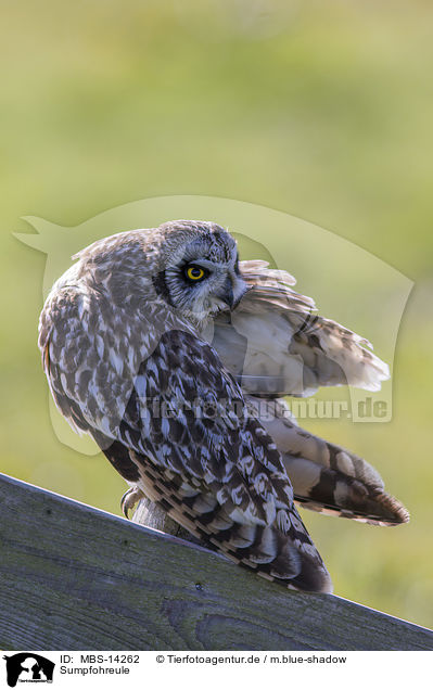 Sumpfohreule / short-eared owl / MBS-14262