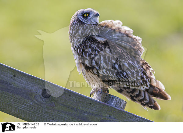 Sumpfohreule / short-eared owl / MBS-14263