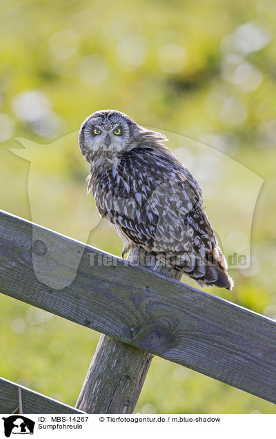 Sumpfohreule / short-eared owl / MBS-14267