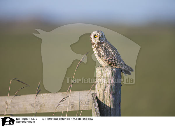 Sumpfohreule / short-eared owl / MBS-14273