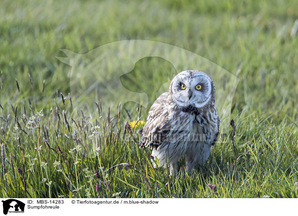 Sumpfohreule / short-eared owl / MBS-14283