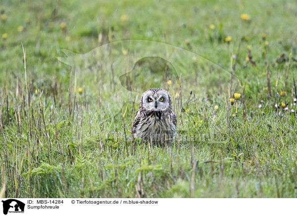 Sumpfohreule / short-eared owl / MBS-14284
