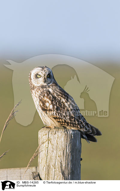 Sumpfohreule / short-eared owl / MBS-14285