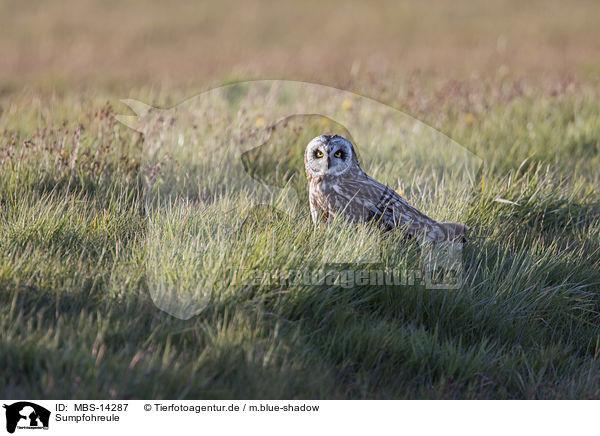 Sumpfohreule / short-eared owl / MBS-14287