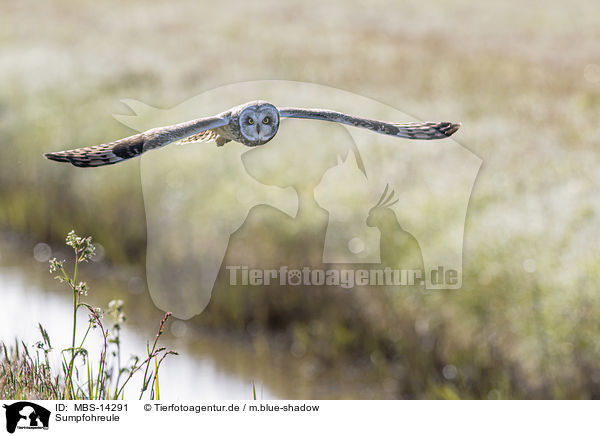 Sumpfohreule / short-eared owl / MBS-14291