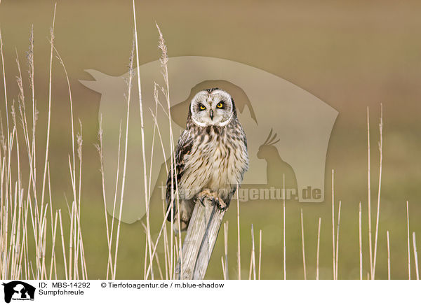 Sumpfohreule / short-eared owl / MBS-14292