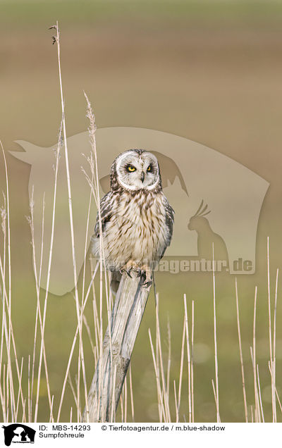 Sumpfohreule / short-eared owl / MBS-14293