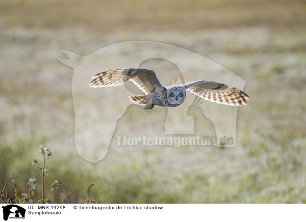 Sumpfohreule / short-eared owl / MBS-14298
