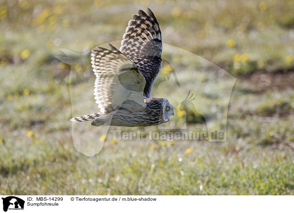 Sumpfohreule / short-eared owl / MBS-14299