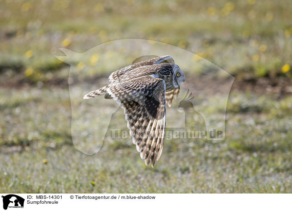 Sumpfohreule / short-eared owl / MBS-14301