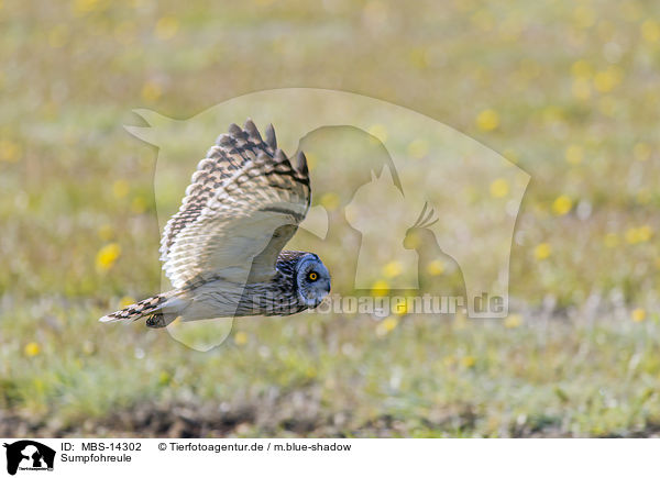 Sumpfohreule / short-eared owl / MBS-14302