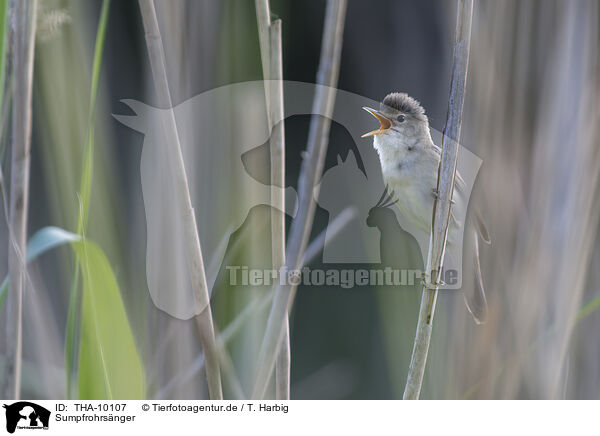 Sumpfrohrsnger / marsh warbler / THA-10107