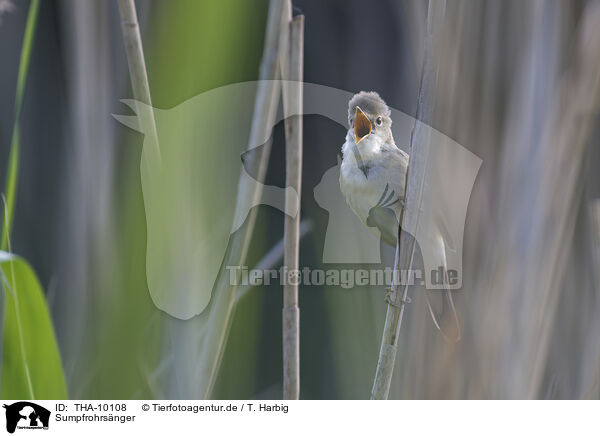 Sumpfrohrsnger / marsh warbler / THA-10108