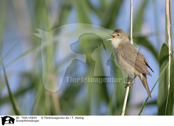 Sumpfrohrsnger / marsh warbler / THA-10844