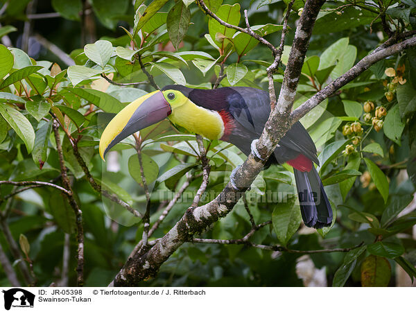 Swainson-Tukan / chestnut-mandibled toucan / JR-05398