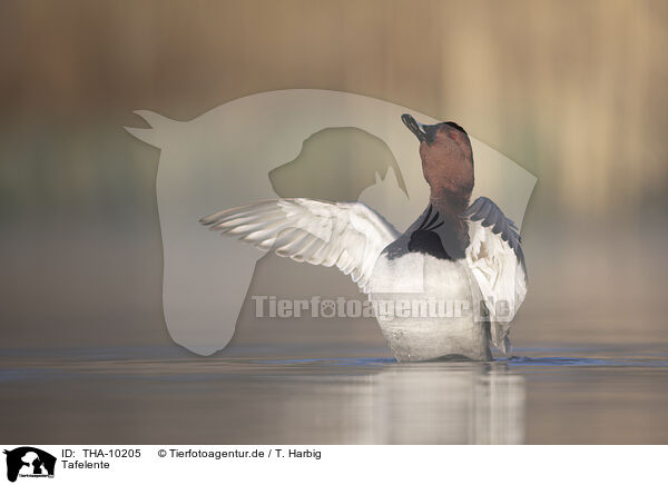 Tafelente / common pochard / THA-10205