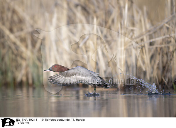 Tafelente / common pochard / THA-10211