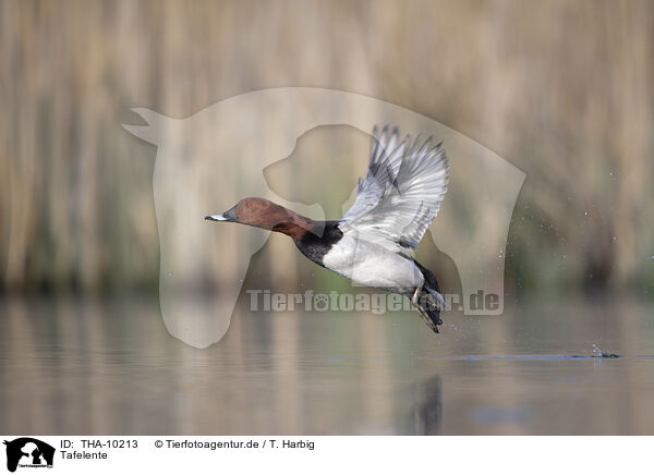 Tafelente / common pochard / THA-10213