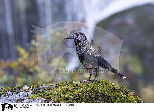 Tannenhher / Eurasian nutcracker / THA-08003