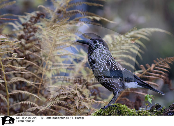 Tannenhher / Eurasian nutcracker / THA-08004