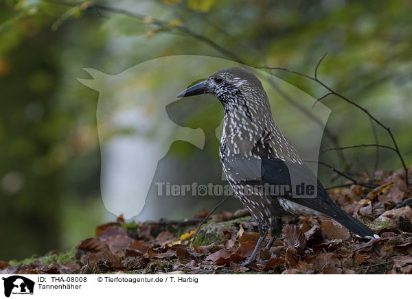 Tannenhher / Eurasian nutcracker / THA-08008