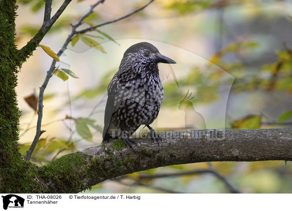 Tannenhher / Eurasian nutcracker / THA-08026