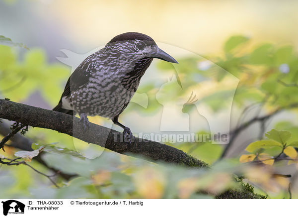 Tannenhher / Eurasian nutcracker / THA-08033