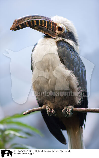 Tariktik-Hornvogel / Panay tarictic hornbill / MAZ-06192