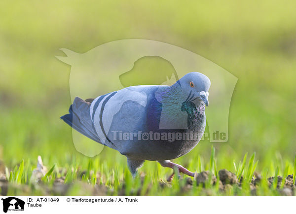 Taube / pigeon / AT-01849