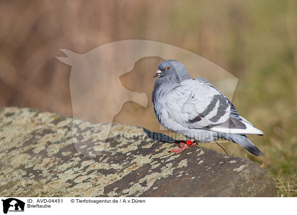 Brieftaube / carrier pigeon / AVD-04451