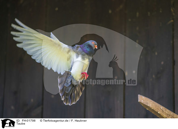 Taube / pigeon / FH-01798