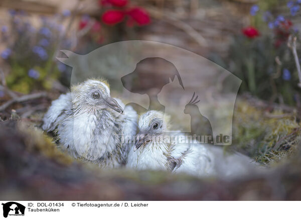 Taubenkken / dove chick / DOL-01434