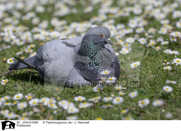 Feldtaube / Pigeon / JOH-01696