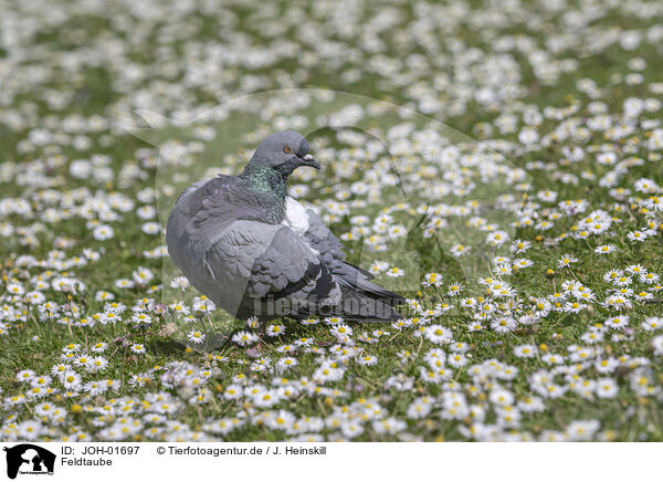 Feldtaube / Pigeon / JOH-01697