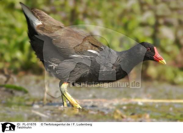 Teichhuhn / gallinule / FL-01676